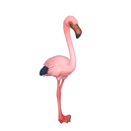 Lesser Flamingo