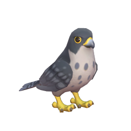 Peregrine Falcon