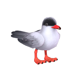 Tern