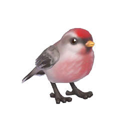White-rumped Redpoll
