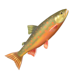 Arctic Char