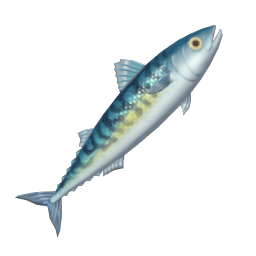 Atlantic Mackerel