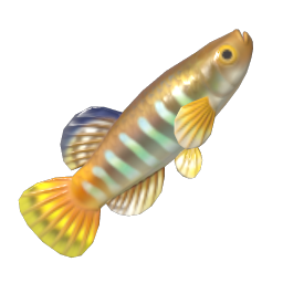 Banded Killifish