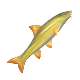 Barbel
