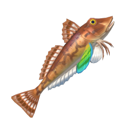 Bluefin Gurnard