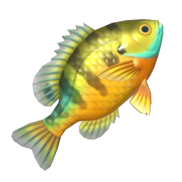 Bluegill