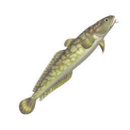 Burbot