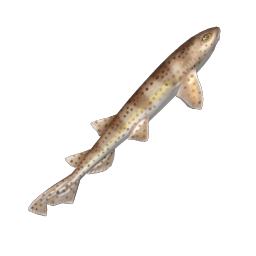 Catshark