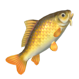 Common Carp