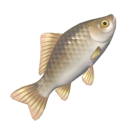 Crucian Carp