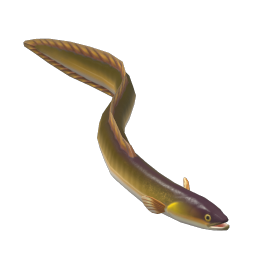European Eel