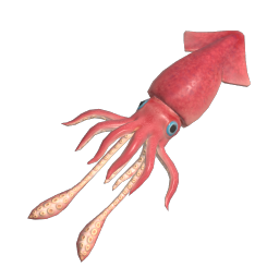 European Flying Squid