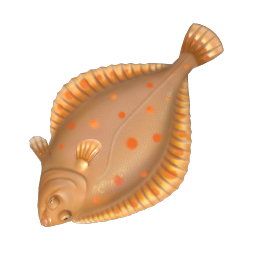 European Plaice
