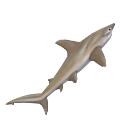 Hammerhead Shark