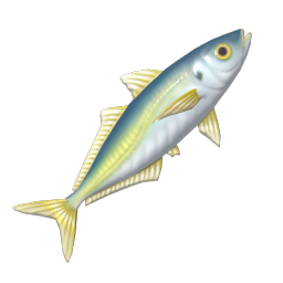 Horse Mackerel