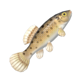 Mudminnow