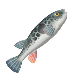 Pufferfish