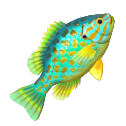 Pumpkinseed