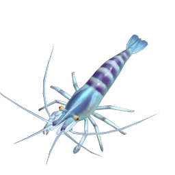 River Prawn