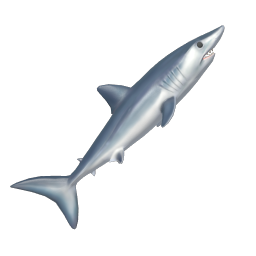 Shortfin Mako Shark