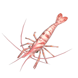 Shrimp