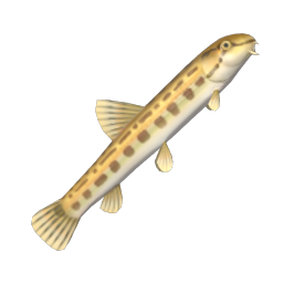 Spined Loach