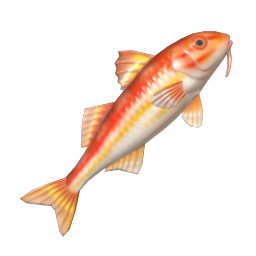 Striped Red Mullet