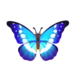 Morpho rhetenor