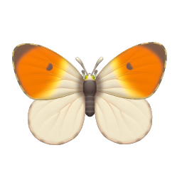 Red-tip Butterfly
