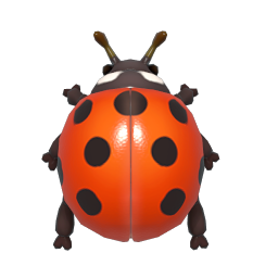 Seven-spot Ladybird