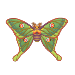 Spanish Moon Moth